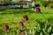 Garden tulip and woman silhouette with grass mower