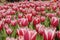 Garden of tulips