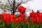 Garden of Tulips at Netherlands Carillon