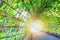 A garden tunnel. Green arcade in a european garden