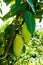 In the garden two large mango trees. Hanging mangoes are enhancing the beauty of the garden