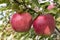 In the garden two red ripe apples hang on a branch of an apple tree summer day