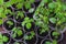 Garden and vegetable garden .Spring planting.Fresh young green shoots in a box .Green seedlings on a rustic wooden table.Green