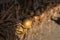 Garden vegetables. Onions hang and dry in the sun