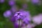 Garden Verbena Flowers Closeup.