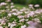 Garden view of bushes with purple blooming small flowers