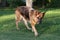 Garden view of German Shepherd walking towards camera.