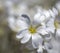 Garden view with white wildflowers.