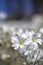 Garden view with white wildflowers.