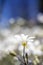 Garden view with white wildflowers.