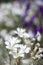 Garden view with white wildflowers.