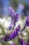 Garden view with white wildflowers. Lupinus, commonly known as lupin or lupine purple