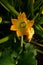 Garden view, zucchini plant, fresh green in early spring