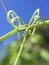 Garden vine tendril sweet pea