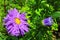 Garden violet asters
