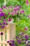 Garden violet flower in pot standing crate