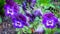 Garden violets flowerbed