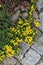 Garden walkway with blooming flowers paved