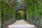 Garden walkway forming agreen tunnel of acacias