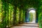 Garden walkway forming agreen tunnel of acacias