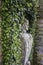 Garden wall statue surrounded by ivy