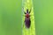 Garden warbler, garden march fly on a wheat leaf. Larvae of this insects live in soil and damaged plant roots