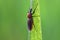 Garden warbler, garden march fly on a wheat leaf. Larvae of this insects live in soil and damaged plant roots