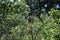 Garden warbler on parched Branch