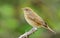 Garden warbler perched on branch in light plumage