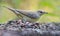 Garden warbler sylvia borin posing on bark of fallen tree in light plumage