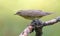 Garden warbler sylvia borin posing perched on old dry branch