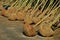 Garden warehouse of trees ready for the season. The trees are wrapped in jute and wire mesh. The nursery of ornamental plants send