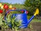 Garden watering can standing on the ground next to the tulips. Gardening on a personal area of a country house