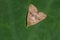 Garden Webworm moth