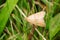 Garden Webworm Moth - Achyra rantalis