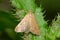 Garden Webworm Moth - Achyra rantalis