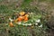 Garden weeds and food scraps in compost pile