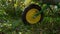 Garden wheelbarrow wheel close -up on a sunny summer day. A farmer rolls a garden cart on the green grass. Morning in