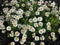 Garden white daisies