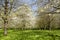 Garden of white Japanese cherry trees