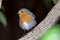 Garden wildlife. Robin redbreast bird close-up