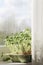 Garden on windowsill. healthy lifestyle, home gardening concept. microgreens grow in eggshells.