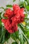 Garden on windowsill. Vibrant red flower of blooming Hibiscus rosa-sinensis, known colloquially as Chinese hibiscus, China rose