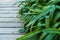 Garden wooden path and luxurious green leaves bushes