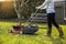 Garden work on the care of the lawn. A woman mows the lawn using an electric pushing lawn mower