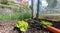 Garden work in a little greenhouse