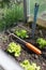 Garden work in a little greenhouse