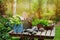 garden work still life in summer. Camomile flowers, gloves and tools on wooden table outdoor