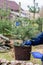 A garden worker holds a young blue spruce tree with roots and earth