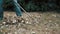 Garden worker raking dry leaves in the garden with a rake